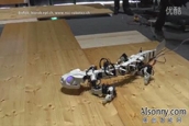 Pleurobot(lin)ʽC(j)
