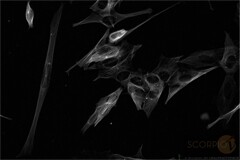 HNu Photonics 利用 FLIR Blackfly 機器視覺相機研究太空飛行對人體生理的影響