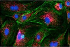 FLIR CMOS 機器視覺攝像頭使數字熒光顯微鏡變得經濟實惠