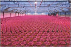 艾邁斯歐司朗發布最新園藝照明技術消息：OSLON Optimal植物照明LED系列新增增強型640nm Red（紅光）產品