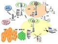 WiMAX移動通信網(wǎng)解決方案 
